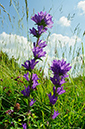 Campanula_glomerata_LP0641_21_Walton_Downs