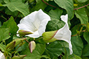 Calystegia_silvatica_LP0630_10_South_Croydon