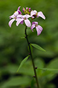 Cardamine_bulbifera_LP0516_20_Box_Hill