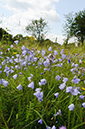 Campanula_rotundifolia_LP0641_30_Walton_Downs