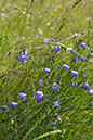 Campanula_rotundifolia_LP0074_15_Box_Hill