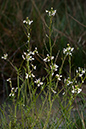 Cardamine_flexuosa_LP0110_23_Dunsfold