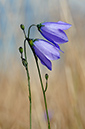 Campanula_rotundifolia_LP0329_106_Hampton_Court