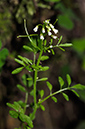 Cardamine_flexuosa_LP0268_17_Hindhead