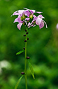 Cardamine_bulbifera_LP0446_06_Box_Hill