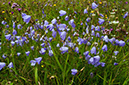 Campanula_rotundifolia_LP0643_32_Walton_Downs