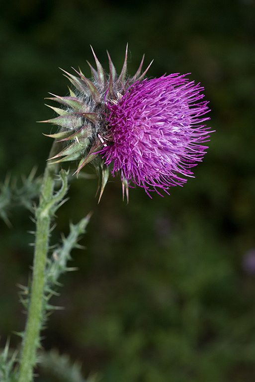 Carduus_nutans_LP0078_38_Puttenham