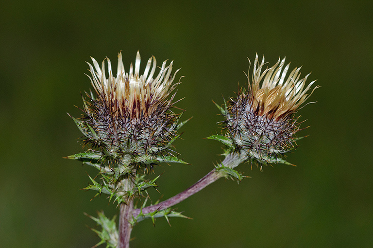 Carlina_vulgaris_LP0594_08_Box_Hill