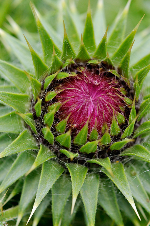 Carduus_nutans_LP0250_74_Wembury