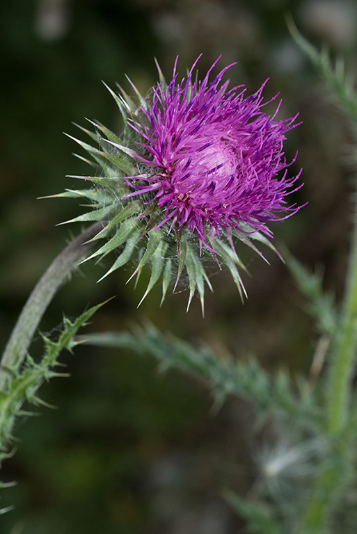 Carduus_nutans_LP0078_42_Puttenham