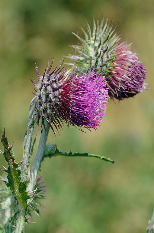 Carduus_nutans_LP0468_28_Riddlesdown