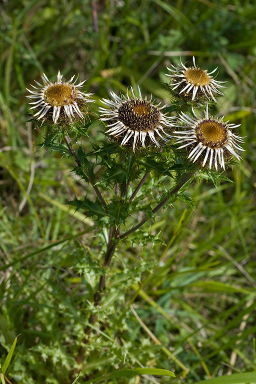 Carlina vulgaris_LP0074_08_Box_Hill