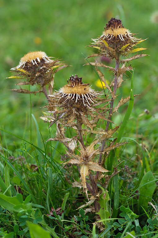 Carlina_vulgaris_LP0645_04_Godstone