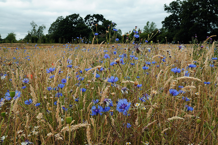 Centaurea_cyanus_LP0375_08_Clandon_Wood