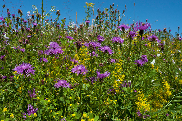 Centaurea_nigra_LP0636_14_Nutfield_Marsh