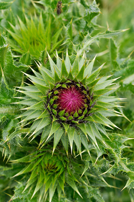 Carduus_nutans_LP0250_60_Wembury