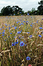 Centaurea_cyanus_LP0375_07_Clandon_Wood