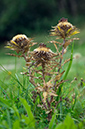 Carlina_vulgaris_LP0645_02_Godstone