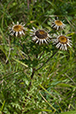 Carlina vulgaris_LP0074_08_Box_Hill