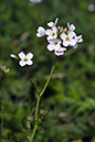 Cardamine_pratensis_LP0193_13_Ham