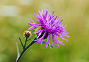 Centaurea_nigra_LP0430_20_Molesey