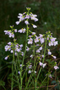 Cardamine_pratensis_LP0110_25_Dunsfold