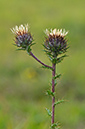 Carlina_vulgaris_LP0594_03_Box_Hill