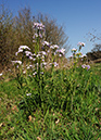 Cardamine_pratensis_LP0354_29_Coldharbour