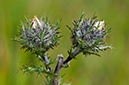 Carlina_vulgaris_LP0592_17_Box_Hill