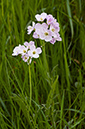 Cardamine_pratensis_LP0447_03_Sanderstead