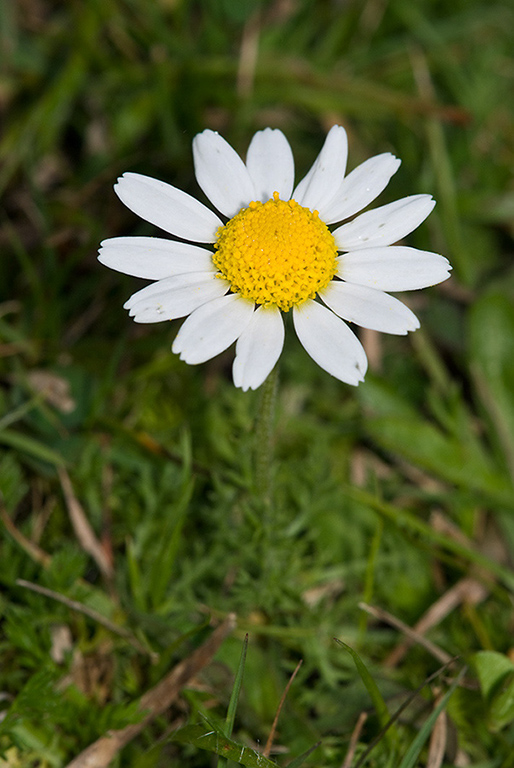 Chamaemelum_nobile_LP0168_27_Dunsfold_Common