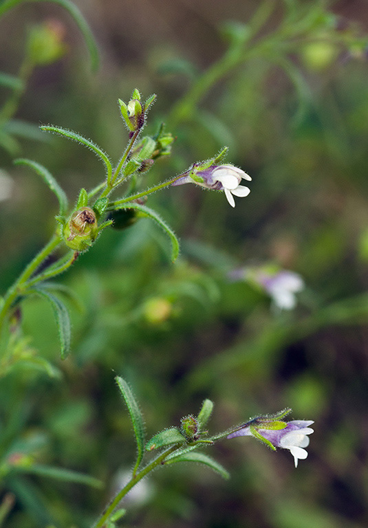 Chaenorhinum_minus_LP0545_11_Langley_Vale