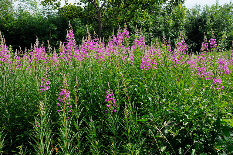 Chamerion_angustifolium_LP0371_05_Chipstead