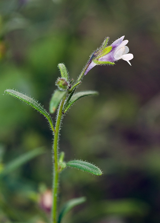 Chaenorhinum_minus_LP0545_14_Langley_Vale