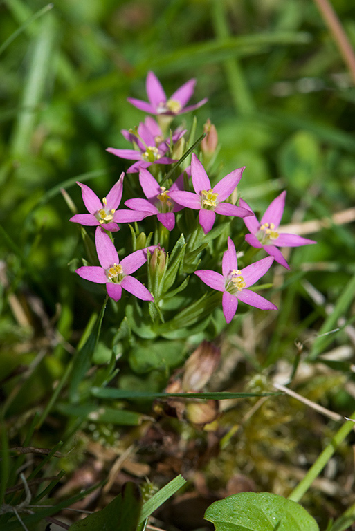 Centaurium_pulchellum_LP0176_09_Dormans_Park