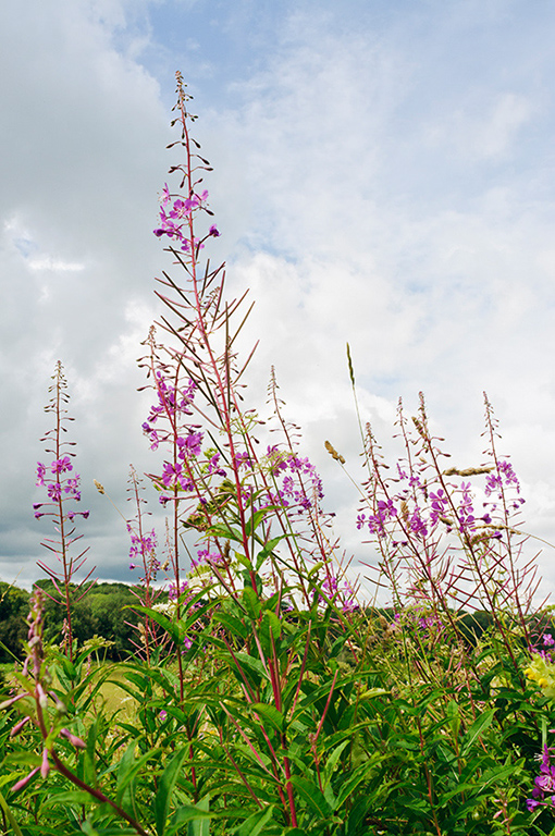 Chamerion_angustifolium_LP0639_51_Coulsdon