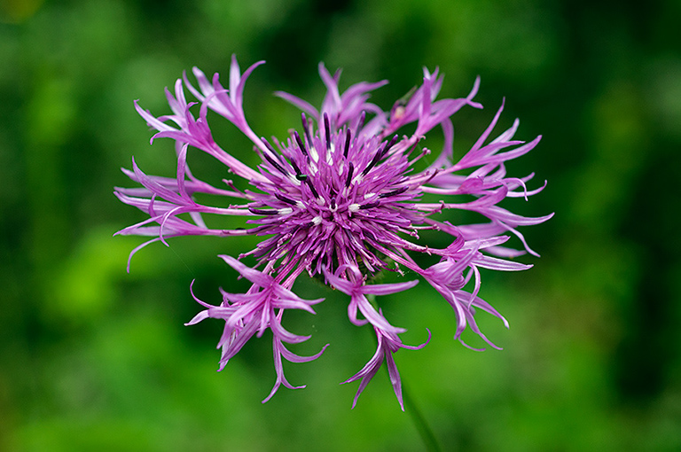 Centaurea_scabiosa_LP0635_11_Coulsdon