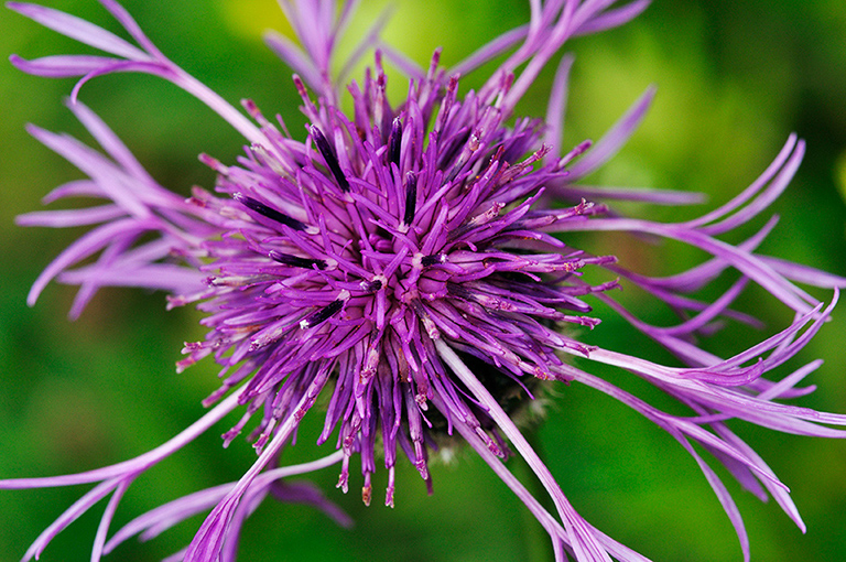 Centaurea_scabiosa_LP0274_85_Riddlesdown