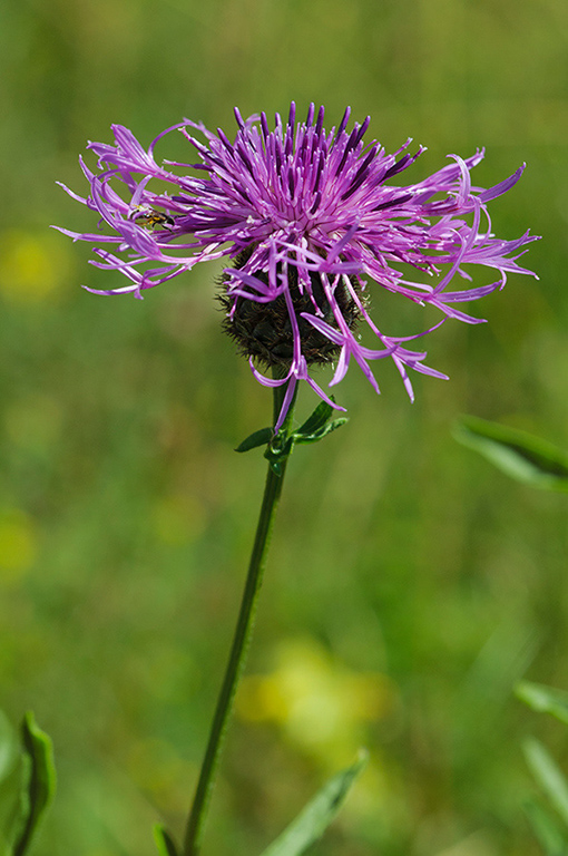Centaurea_scabiosa_LP0467_10_Coulsdon