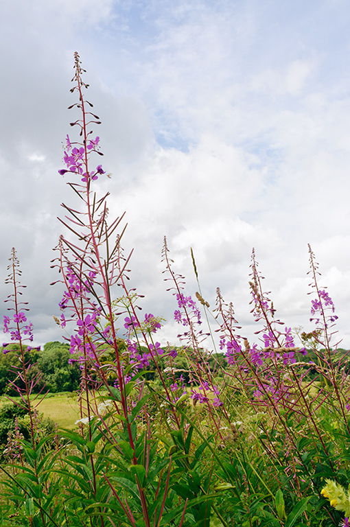 Chamerion_angustifolium_LP0639_49_Coulsdon