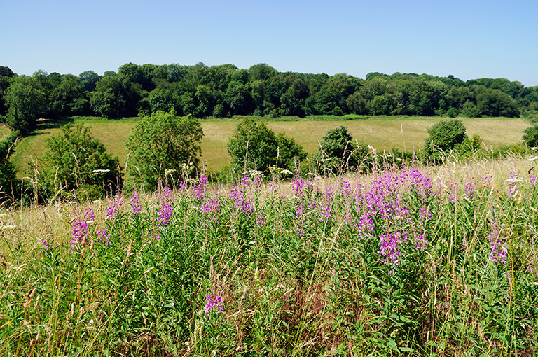 Chamerion_angustifolium_LP0467_04_Coulsdon