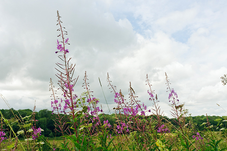 Chamerion_angustifolium_LP0639_46_Coulsdon