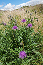 Centaurea_scabiosa_LP0682_28_Nonsuch_Park