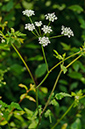 Chaerophyllum_temulum_LP0405_23_Chaldon