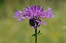 Centaurea_scabiosa_LP0467_20_Coulsdon