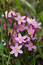 Centaurium_erythraea_LP0592_20_Box_Hill