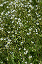 Cerastium_fontanum_LP0450_20_West_Molesey