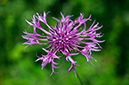 Centaurea_scabiosa_LP0635_11_Coulsdon