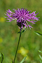 Centaurea_scabiosa_LP0467_10_Coulsdon