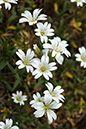 Cerastium_arvense_LP0201_07_Wallington